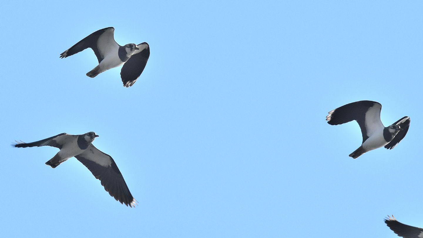 Cosa sono ?  Pavoncelle (Vanellus vanellus)